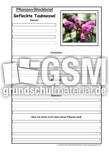 Pflanzensteckbrief-gefleckte-Taubnessel.pdf